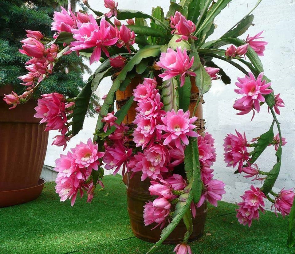 Hoa xương rồng