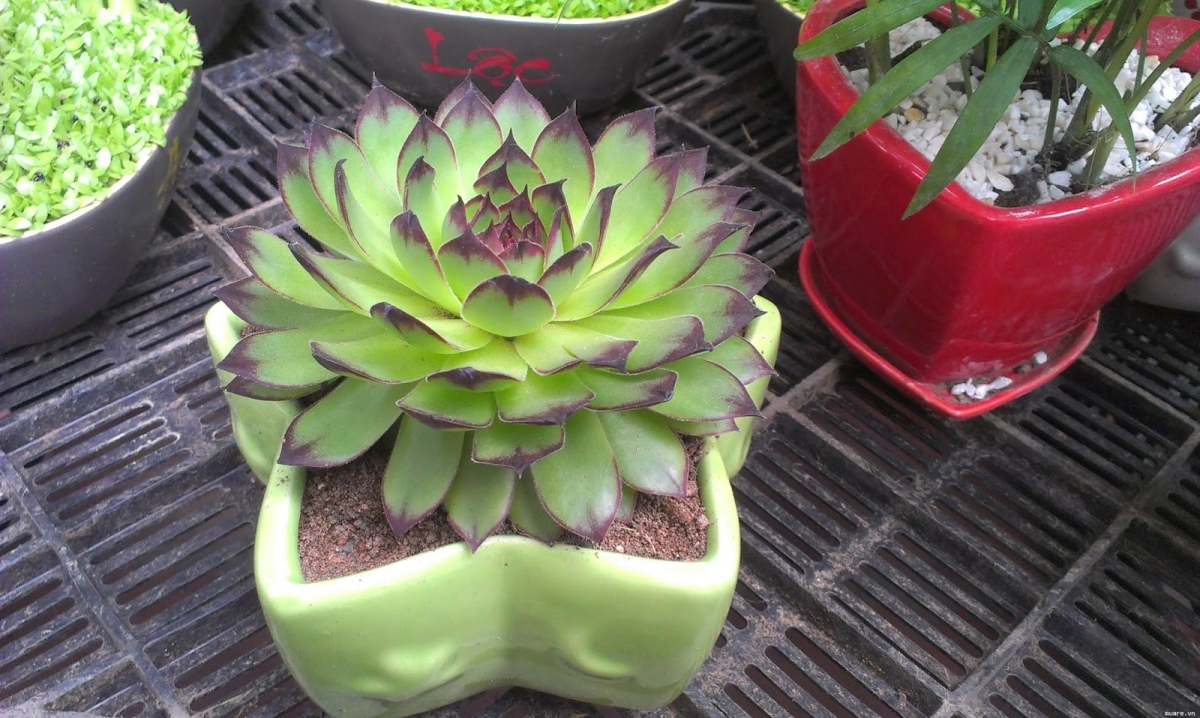 Ý nghĩa xương rồng trong phong thủy